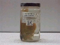 藏品(格氏蟲鰈)的圖片